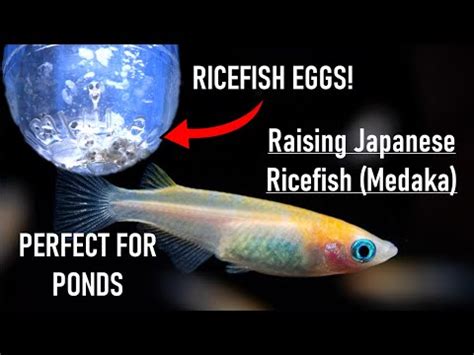 All About Japanese Rice Fish – Care, Breeding, and Diet.